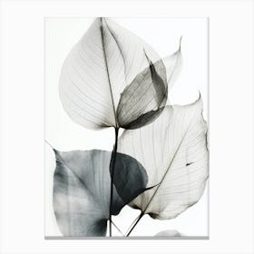 Black White Leaf Image 1 Canvas Print
