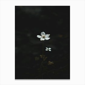 White Flower In The Dark 33 Canvas Print