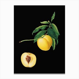 Vintage Yellow Apricot Botanical Illustration on Solid Black n.0671 Canvas Print