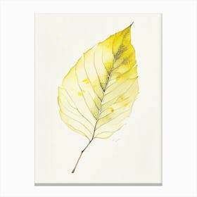 Yellow Birch Leaf Minimalist Watercolour 2 Canvas Print