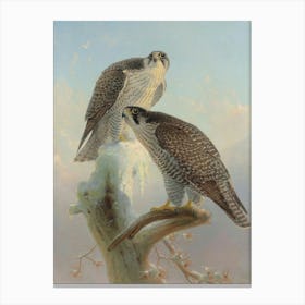 Vintage Peregrine Falcons Canvas Print