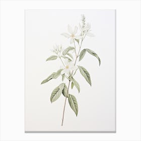 Licorice Root Vintage Botanical Herbs 2 Canvas Print