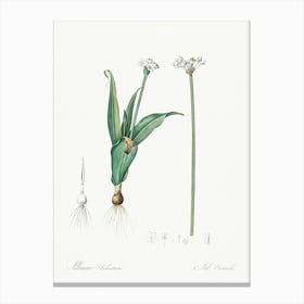 Ornamental Onion Illustration From Les Liliacées (1805), Pierre Joseph Redoute Canvas Print