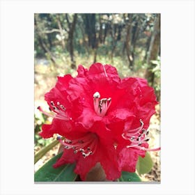 Rhododendron By Binod Dawadi Canvas Print