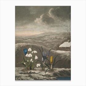 Crocuses In The Snow Canvas Print