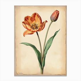 Vintage Of Herbarium Tulip Canvas Print