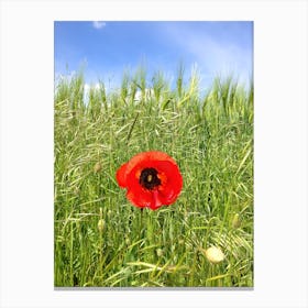 Single Red Poppy In A Wheat Field Canvas Print