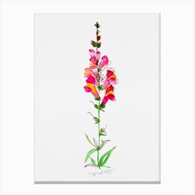 Snapdragon Watercolor Artwork Canvas Print