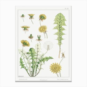 Dandelion From The Plant And Its Ornamental Applications (1896), Maurice Pillard Verneuil Canvas Print