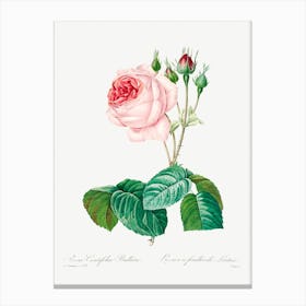 Cabbage Rose, Pierre Joseph Redoute 2 Canvas Print