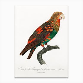 The Brown Necked Parrot From Natural History Of Parrots, Francois Levaillant 1 Canvas Print