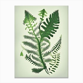Maidenhair Spleenwort Vintage Botanical Poster Canvas Print