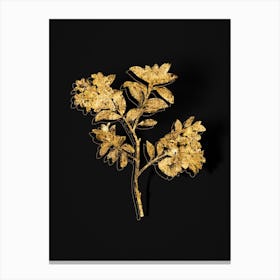 Vintage Hairy Alpenrose Botanical in Gold on Black n.0339 Canvas Print