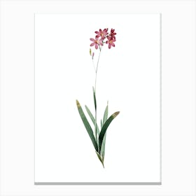 Vintage Corn Lily Botanical Illustration on Pure White n.0519 Canvas Print