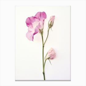 Pressed Flower Botanical Art Sweet Pea 2 Canvas Print