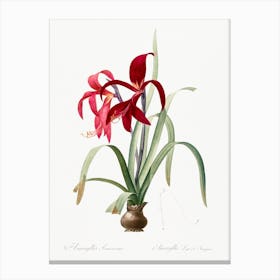 Sprekelia Illustration From Les Liliacées, Pierre Joseph Redouté Canvas Print