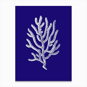 Coral On Blue Background 1 Canvas Print