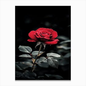 Dark Rose 141 Canvas Print