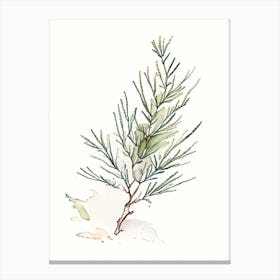 Juniper Herb Minimalist Watercolour 3 Canvas Print
