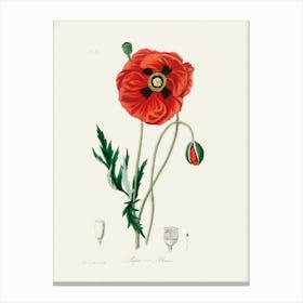 Vintage Botanical John Stephenson and James Morss Churchill Art Print_2731661 Canvas Print