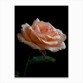 Peach Rose 16 Canvas Print