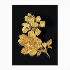 Vintage Oakleaf Hydrangea Botanical in Gold on Black n.0316 Canvas Print