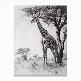 Giraffe With The Acacia Tree 1 Canvas Print