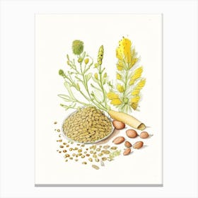 Fenugreek Seed Spices And Herbs Pencil Illustration 5 Canvas Print