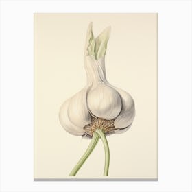 Garlic Vintage Botanical Herbs 3 Canvas Print