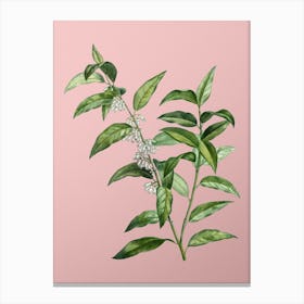 Vintage Andromeda Acuminata Bloom Botanical on Soft Pink Canvas Print