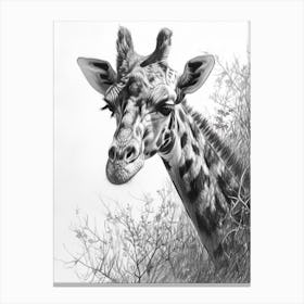 Giraffe With Head In The Branches Pencil Drawing 3 Canvas Print