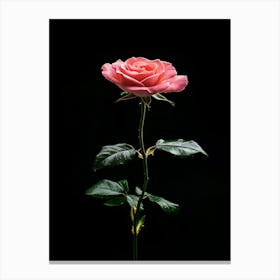 Pink Rose Isolated On Black Background 1 Canvas Print