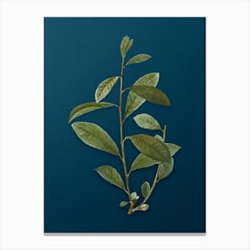 Vintage Grey Willow Botanical Art on Teal Blue n.0032 Canvas Print