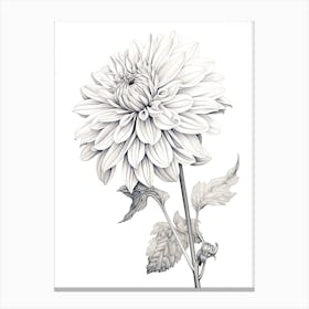 Dahlias Flower Vintage Botanical 2 Canvas Print