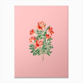 Vintage Brick Red Chinese Azalea Botanical on Soft Pink n.0608 Canvas Print