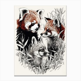 Red Panda And A Fox Ink Illustration 2 Canvas Print