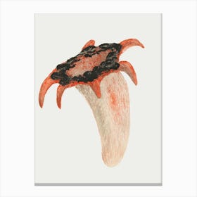 Octopus 1 Canvas Print