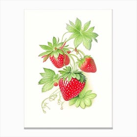 Everbearing Strawberries, Plant, Quentin Blake Illustration Canvas Print