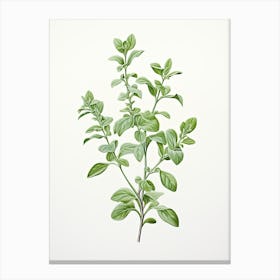 Oregano Vintage Botanical Herbs 2 Canvas Print
