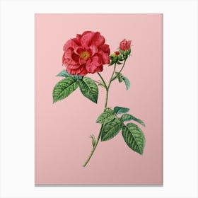 Vintage Apothecary Rose Botanical on Soft Pink n.0440 Canvas Print