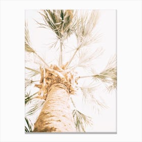Palm Tree Sunshine Canvas Print
