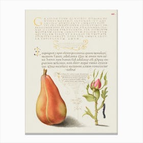 Pear, French Rose, And Caterpillar From Mira Calligraphiae Monumenta, Joris Hoefnagel Canvas Print