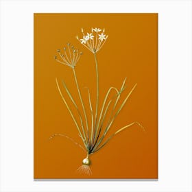 Vintage Allium Straitum Botanical on Sunset Orange n.0838 Canvas Print