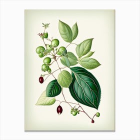 Snowberry Leaf Vintage Botanical 4 Canvas Print
