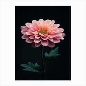 Pink Chrysanthemum Flower Canvas Print