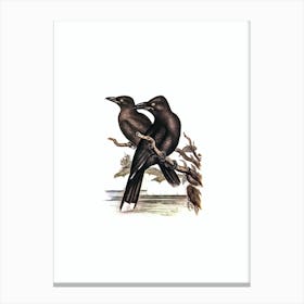Vintage Sooty Crow Shrike Bird Illustration on Pure White n.0259 Canvas Print