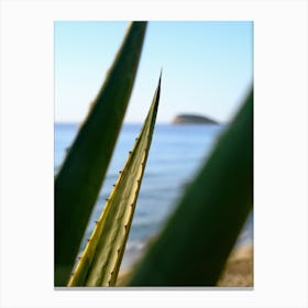 Agave with sea view // Ibiza Nature & Travel Photography Canvas Print