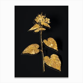 Vintage Morning Glory Flower Botanical in Gold on Black n.0593 Canvas Print