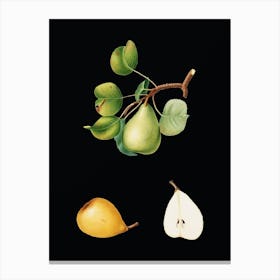 Vintage Pear Botanical Illustration on Solid Black n.0608 Canvas Print