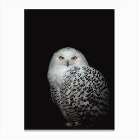 Snowy Owl Canvas Print